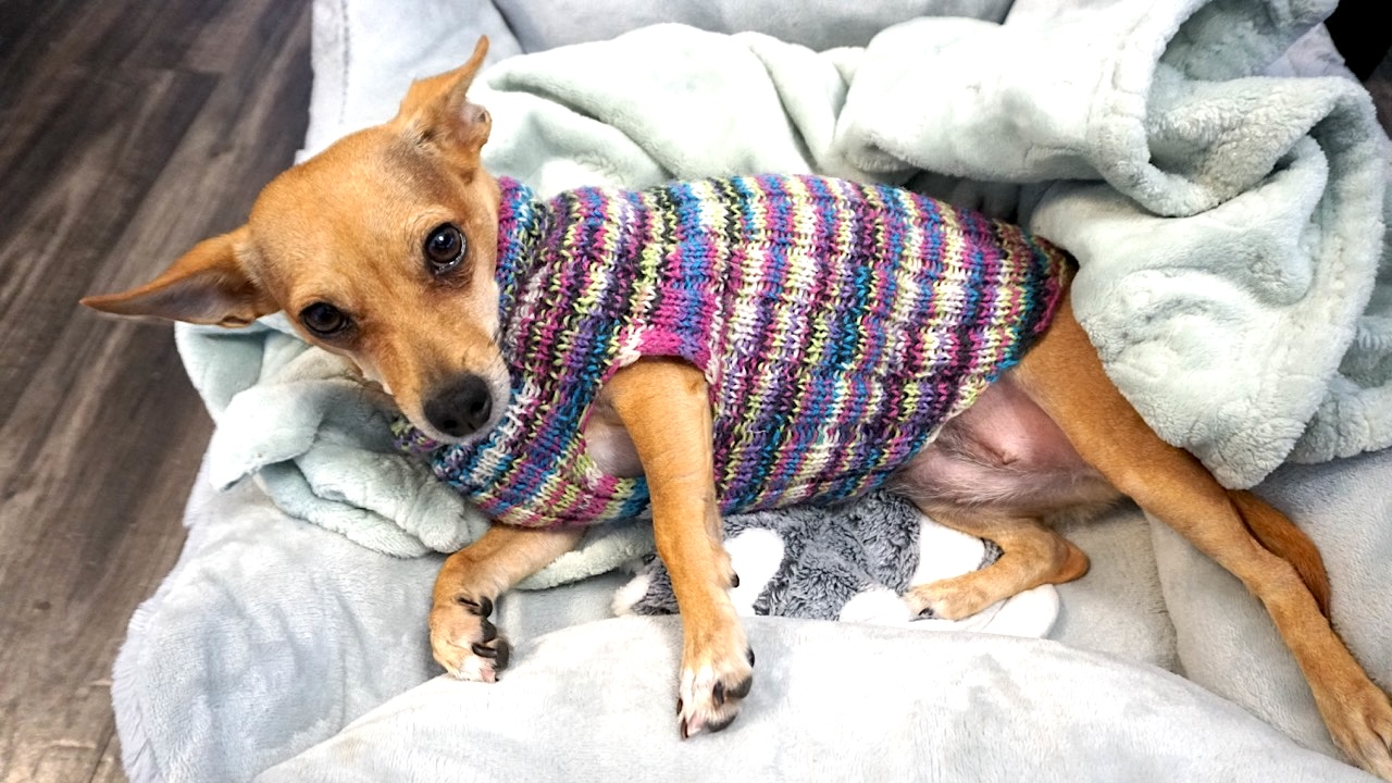 A brown small puppy wearing a dog sweater in multicolor yarn