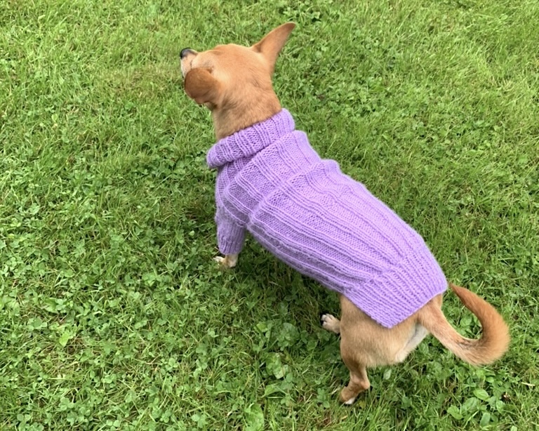 Small dog wearing a knitted dog sweater in light purple yarn