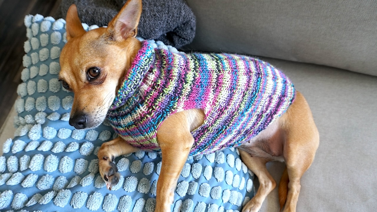 Small dog wearing a knit dog sweater featuring ribbing in multicolored yarn